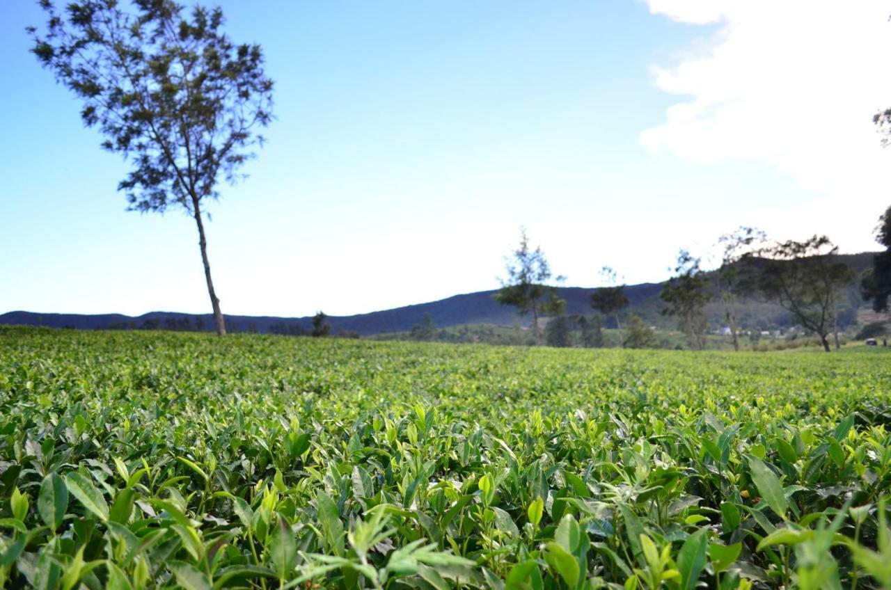 Yensfield Blackpool Nuwara Eliya Exteriör bild